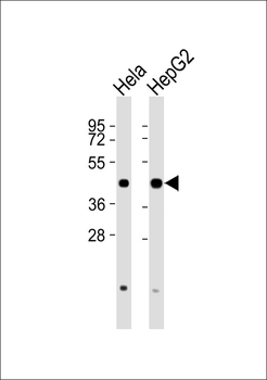 PDHA1 Antibody