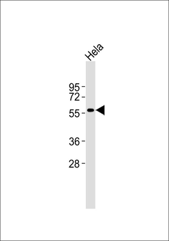 RCC2 Antibody