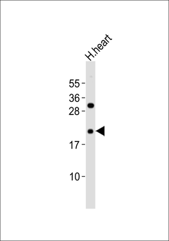 RhoD Antibody