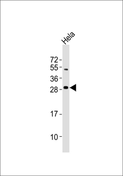RIT1 Antibody