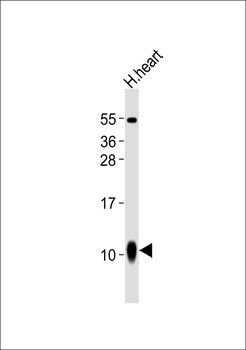 S100-A1 Antibody