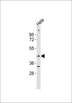PAI3 Antibody