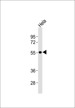 ENT1 Antibody