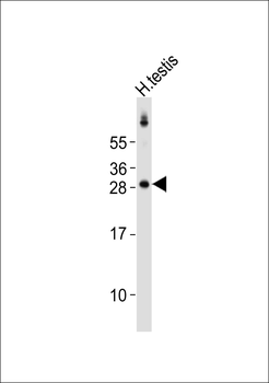 SRY Antibody