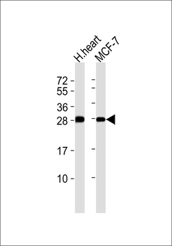 TIMP4 Antibody