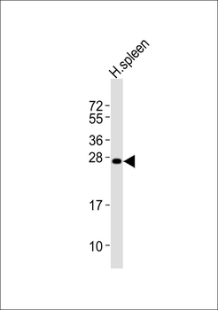SCC-S2 Antibody