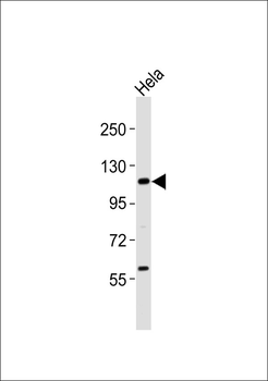 UBA7 Antibody
