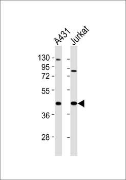 USF2 Antibody