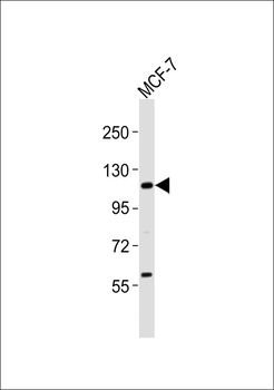 VAV2 Antibody