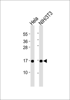 IFITM3 Antibody