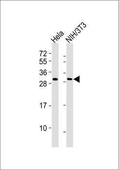 RPS3 Antibody