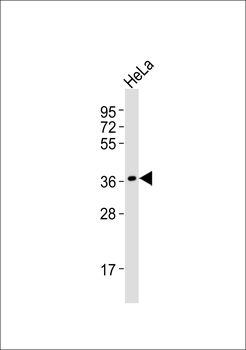 POLR3F Antibody
