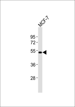 CD174 Antibody
