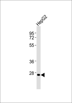 HOXC12 Antibody