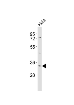 CD158g Antibody