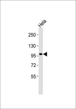 Kv10.1 Antibody