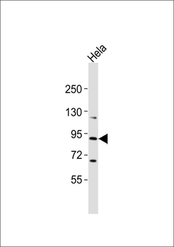 CAPRI Antibody