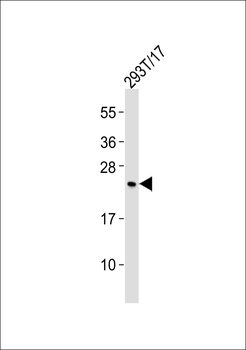 SCN2B Antibody