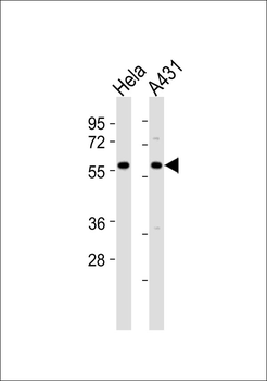 TCP1 theta Antibody