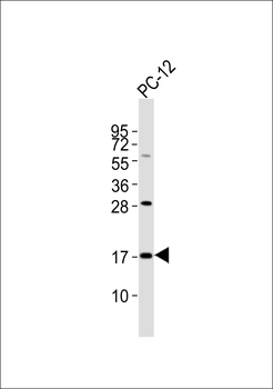 SFT2D2 Antibody