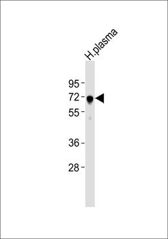 ALS Antibody