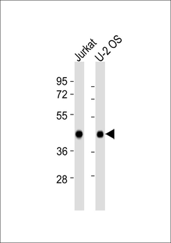 ECA39 Antibody