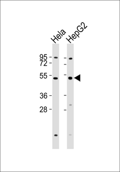Inhibin beta A Antibody