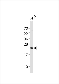 Cytoglobin Antibody