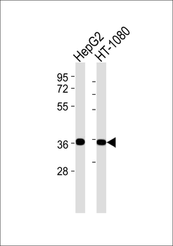 FHL2 Antibody