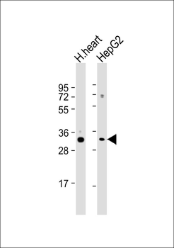 ATP5C1 Antibody
