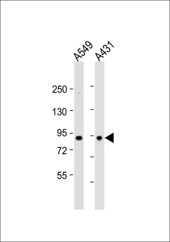 Complement C1S Antibody