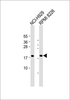 CD300d Antibody