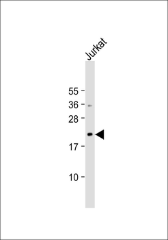 CD58 Antibody