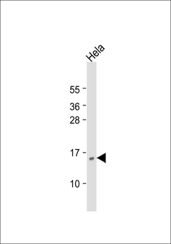 CD225 Antibody