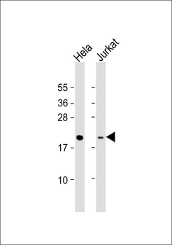 MRPL48 Antibody