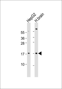 NGFB Antibody