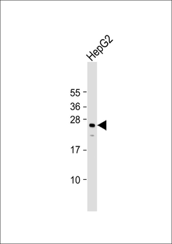 NXPH3 Antibody