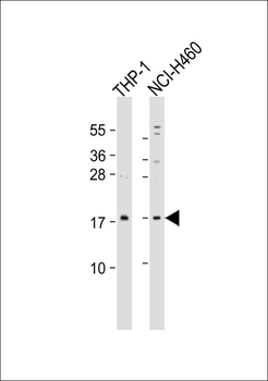 RPS13 Antibody