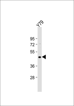 Cone Arrestin Antibody
