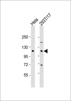 CDK11B Antibody