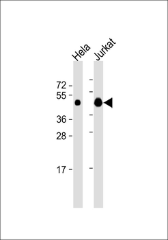 DPF2 Antibody