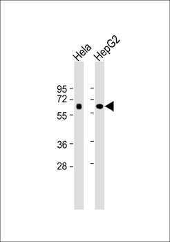 FUBP3 Antibody