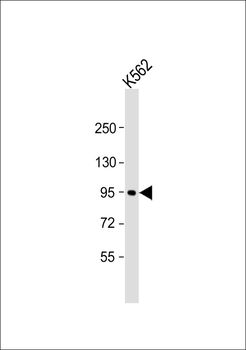 LONP2 Antibody