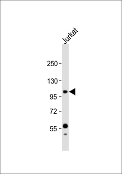 PI3K p110 gamma Antibody