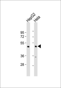 PSMC3 Antibody