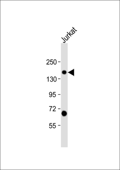 SFRS15 Antibody
