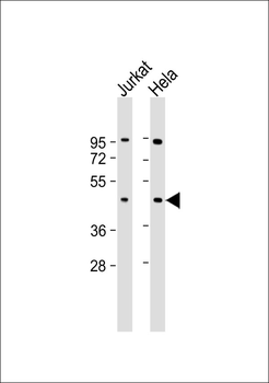 TUFM Antibody