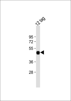 Glu Tag Antibody