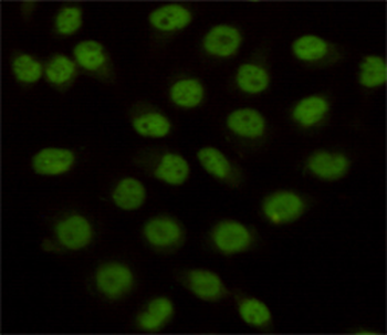KDM1/LSD1 Antibody