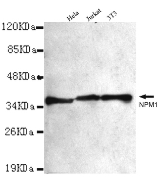 NPM1 Antibody